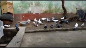 Голуби TJ Душанбе ( pigeons Dushanbe Tajikistan )  смотреть всем, кафтарои Душанбе