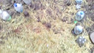 ГДЕ ВЗЯТЬ ХВОЙНЫЙ ОПАД БЕЗ ЗАТРАТ