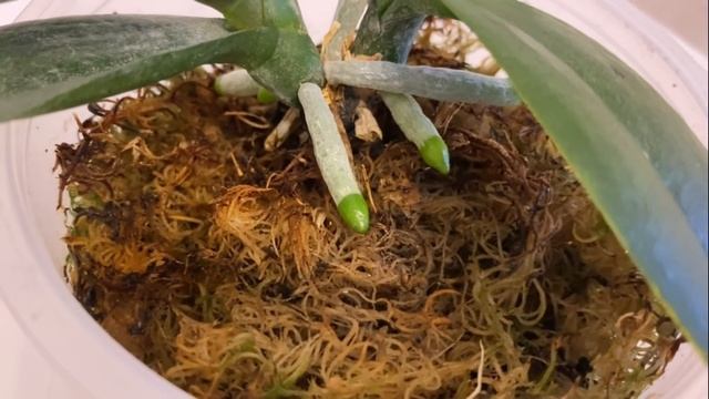 Орхидея Леко Фантастик красавица с проблемами ... Три спасённые орхидеи .. смотреть онлайн