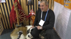 Уход за московской сторожевой собакой