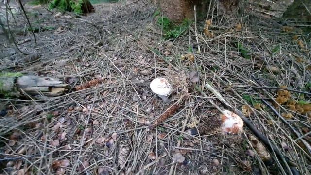 Пошли в лес по грибы? и нашли?... смотреть онлайн