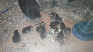 Варёное яйцо для цыплят