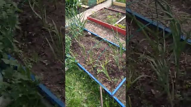 Цветы на даче в Красноярске смотреть онлайн