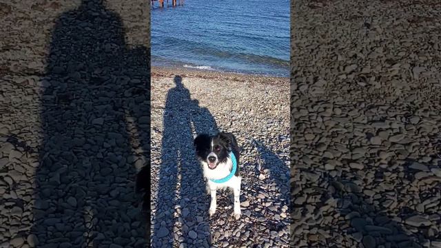 Утром море теплее суши #анапа #собаканаморе #бордерколли смотреть онлайн