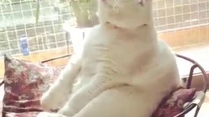 Кот дремлит