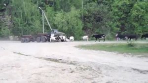 Урал лесовоз врезается в стадо коров - The Urals timber truck slams into a herd of cows
