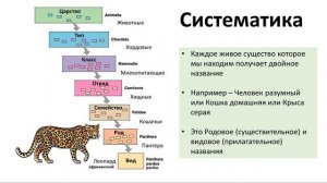 8. Царства живого (5 класс) - введение в Биологию
