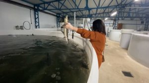 Осетровая ферма покупаем малек для своего пруда