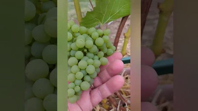 Состояние ягод винограда на 1 августа 2021 г. смотреть онлайн