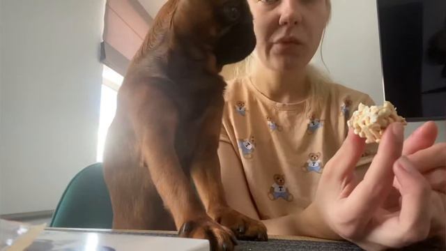 Пти брабансон Джек . Утро. Хрустик смотреть онлайн