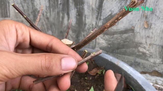 Cách ghép hoa giấy nhiều màu | How to graft Bougainvillea glabra with many colors смотреть онлайн