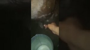 Ящур у коровы!Болезни вымени у коровы!