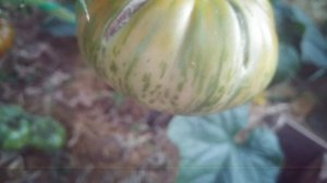 Обзор томатов. Полосатый шоколад