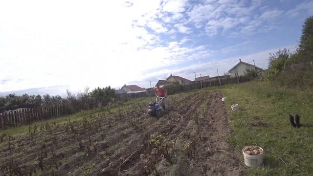 Копаем картошку мотоблоком. Легко и быстро, смотреть онлайн