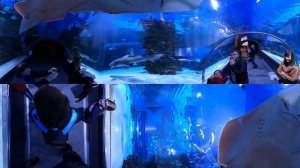 Visit Tropicarium Budapest, Hungary - VR 360° Vlog and Virtual Tour of the Oceanarium 8K