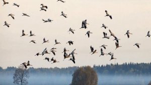 404 "Журавли". Стихи Н. Рубцова, музыка  Г. Рязановой. Исполняет Галина Рязанова..mp4