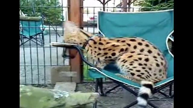 Serval cat Mojo 3