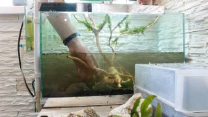 Дерево из коряг в аквариуме