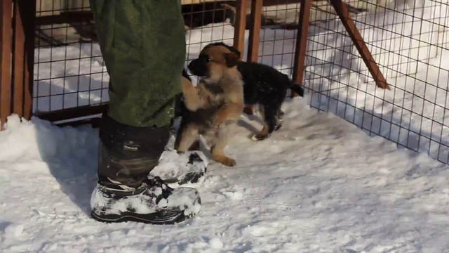 классные щенки ищут дом! девочки 1,5 мес.! смотреть онлайн