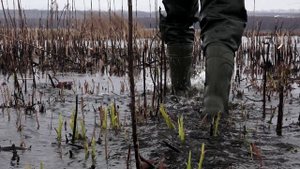 Гусятники в поле // Одержимые