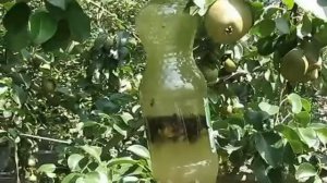 №11 простая ловушка для мух ос муравьев бабочек