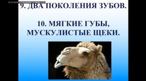 Биология 8 класс первый урок место человека в системе органического мира