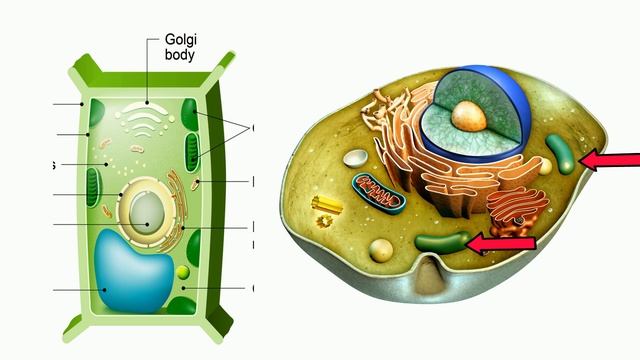 Vacuoles Function in Cells смотреть онлайн