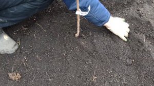 Выбор саженца и его посадка.