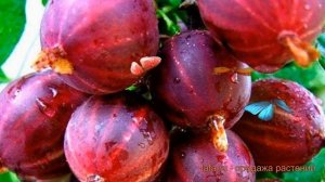 Крыжовник обыкновенная Консул (ribes grossularia) ? обзор: как сажать, саженцы крыжовника Консул