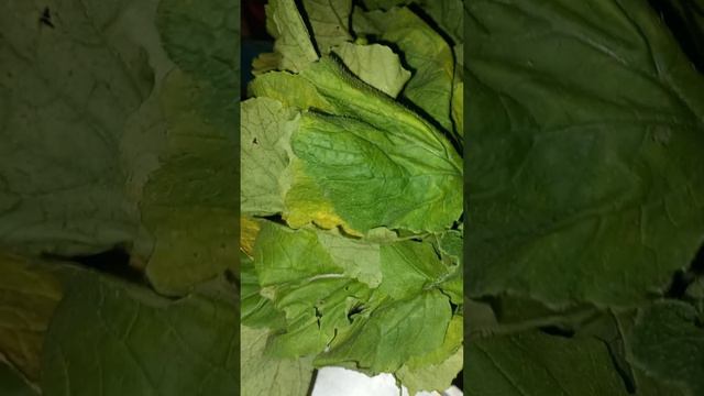 Вот и огурчики для соления и маринования #сад #дача #огород #саддачаогород #сад2024 #дача2024 #огоро