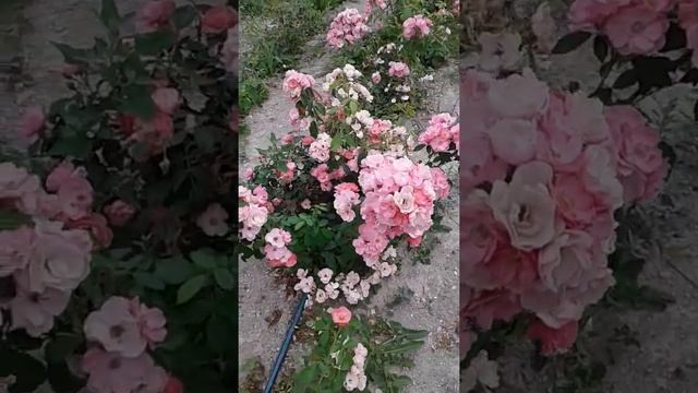 роза Анжела смотреть онлайн