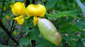 Пузырник древовидный ,скумпия, шиповник.  Ущелье Кара-Кишла.