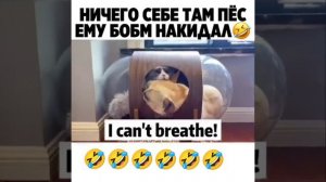 Собачий пранк над котом