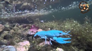 Забавные зверюшки. Раки