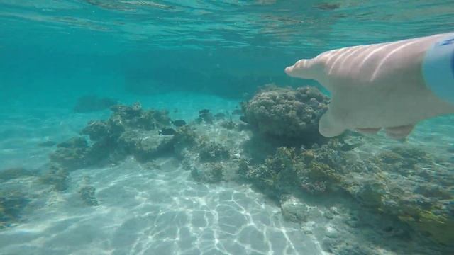 Мурена опасная рыба красного моря. Лагуна возле отеля Новотель в Марса Алам Египет.