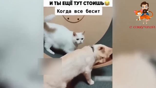 Приколы с котами! Самая смешная озвучка животных! ПРИКОЛЫ С ЖИВОТНЫМИ 2023   Доми шоу