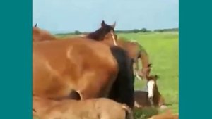 Лошади в диком табуне:: пополнение