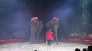 Слоны в цирке