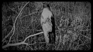 чёрный ворон, я не твой | е. летов