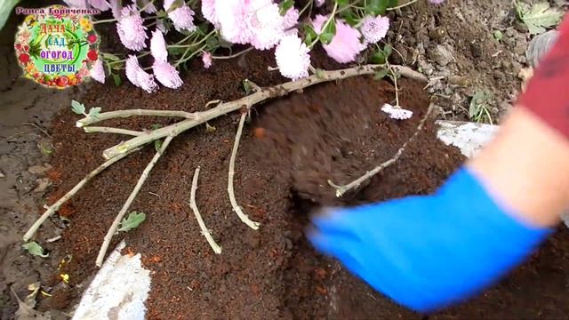 Как быстро размножить хризантему весной с осени?.. смотреть онлайн