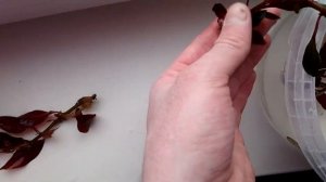 Новое растение - Людвигия рубин