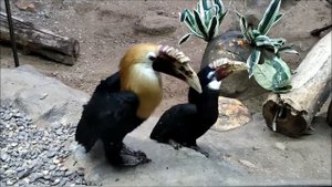 Московский зоопарк 2021. Папуасская птица-носорог.