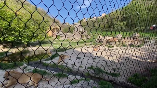 Олег Зубков о содержании БОЛЬШИХ КОШЕК в ереванском зоопарке! смотреть онлайн