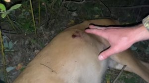 Охота на трофейного самца сибирской косули с тепловизором iray saim scp 19w в Тюменской области