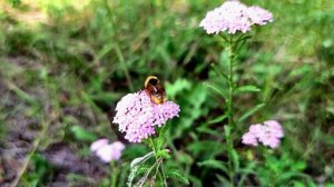 Челябинск. Изумительно прекрасная незаметная тайная жизнь природы. 22.07.2021г
