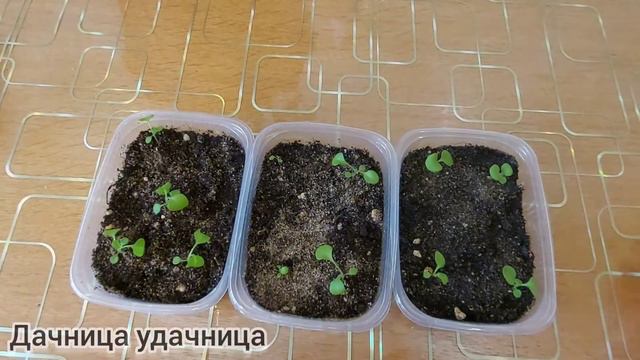 Петуния через 2 недели после всходов. ВОТ ЧТО НУЖНО СДЕЛАТЬ ОБЯЗАТЕЛЬНО В ЭТИ СРОКИ! смотреть онлайн