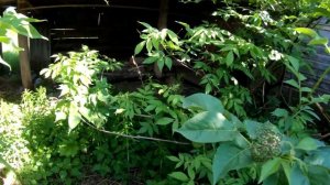 Покинутый МИР ВЯТКИ. Кировская область. Слободской район. Заброшенная деревня Шамарданово.