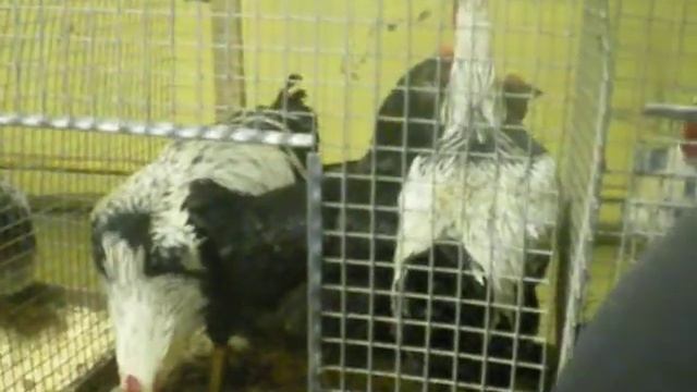 Юрловские Голосистые с выставки смотреть онлайн