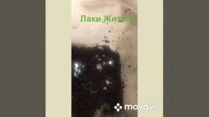 Как откладывают яйца улитки ахатины