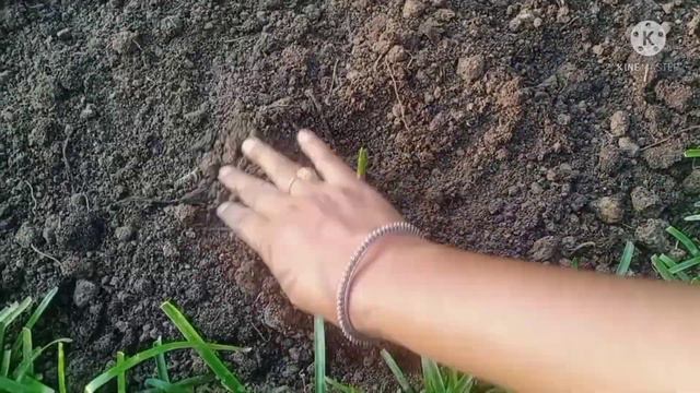 How to grow Gladiolus flower смотреть онлайн